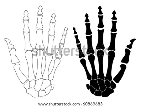 vector human hand bones