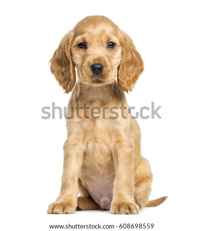 Puppy English Cocker Spaniel sitting, 9 weeks old, isolated on white Royalty-Free Stock Photo #608698559