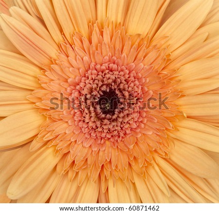 close up of  daisy flower
