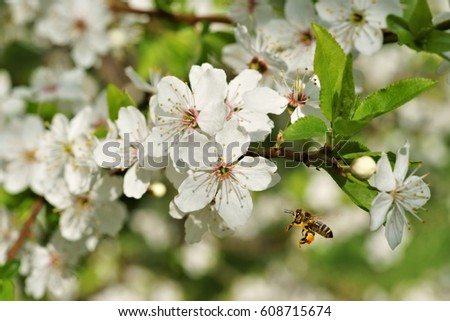 Spring, Honeybee (Apis mellifera) in flight at flourishing fruit tree