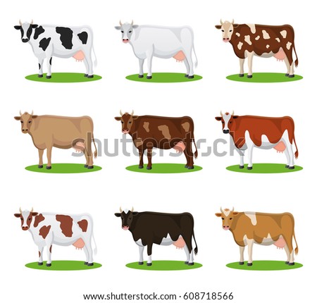Set of different breeds cows, isolated. Cartoon cows action set. Collection cartoon cow vector.