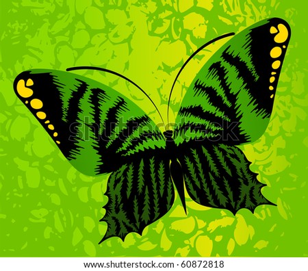 Vector beautiful butterfly for a design