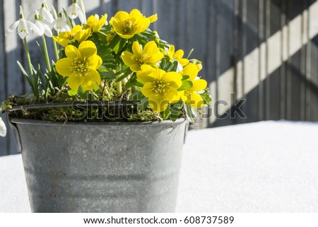 The first signs of spring. Winter aconite and snowdrops in a zinc pot stands in fresh snow