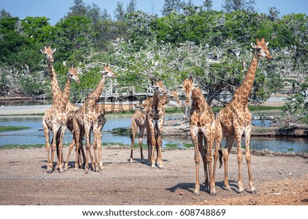 Giraffes in the zoo.