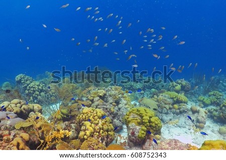 Rich tropical coral reef. Various shapes, hard and soft corals, fish and underwater life. Yellow, pink, green, beige and blue. Blue background with plenty of colorful tropical fish. 