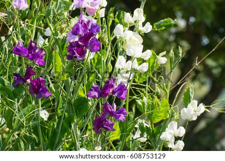 Beautiful flowers of sweet pea garden.