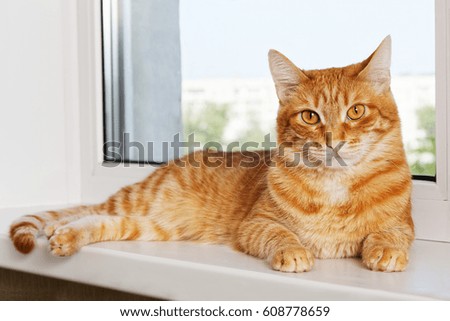 Closeup photo of domestic red cat lying on window sill and looking at camera.