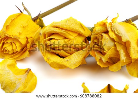 dried rose flower head isolated on white background cutout. Rose petals. Dry yellow roses. Herbarium.