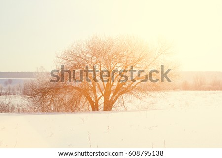 Winter landscape. Frost on the trees, blue sky, sunny day. Toned photo 