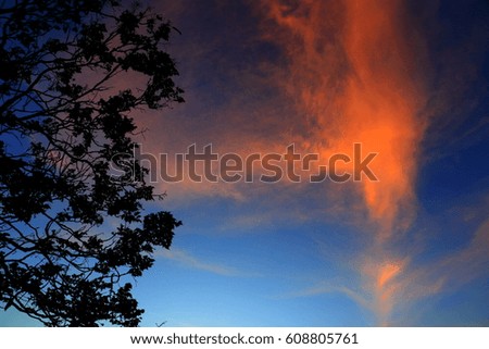 tree and branch silhouette  at sunset in sky beautiful landscape image  on nature : with copy space for add text.