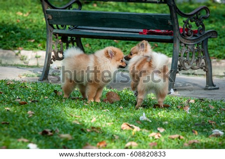 Pomeranian dog play with friends in the lawn lovingly.