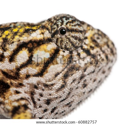 Close-up of Young Panther Chameleon, Furcifer pardalis, in front of white background