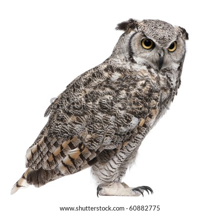 Great Horned Owl, Bubo Virginianus Subarcticus, in front of white background