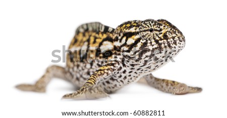 Young Panther Chameleon, Furcifer pardalis, in front of white background