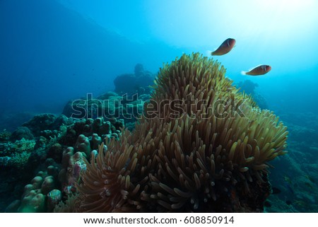 Coral reef and Tropical fish