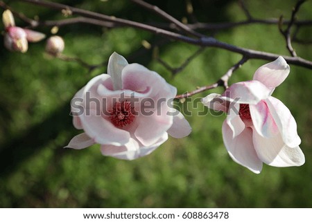 Nice couple of magnolia flowers