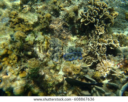 Three maxima clam, Tridacna maxima, with different colors, marine bivalve mollusk underwater, Thailand