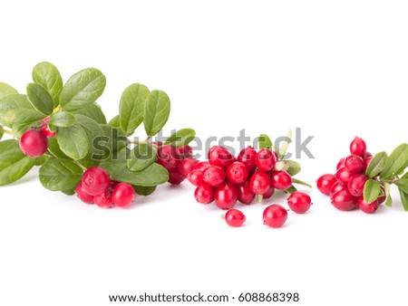 Fresh hand-picked forest Cowberry isolated on white background