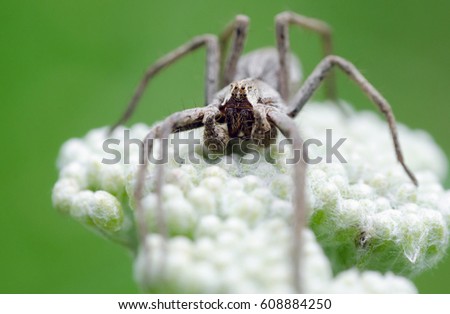 Spider On White Flower And Green Background