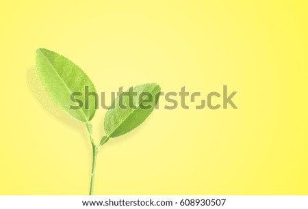 Green tree leaves with branches isolated on lemon green background