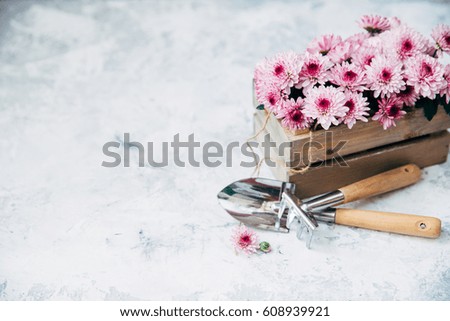 Gardening concept. Background with spring flowers and pots and ragged tools 