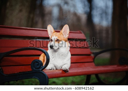 Cute Pembroke Welsh Corgi dog on a bench in the park