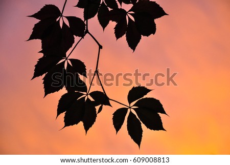 Silhouette of Maiden Grapes leaves in the sunset orange sky.
