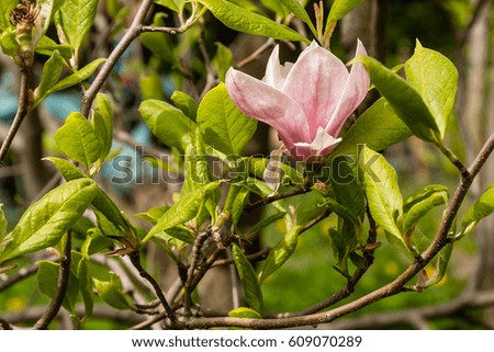 Spring blooming magnolia of white and pink color