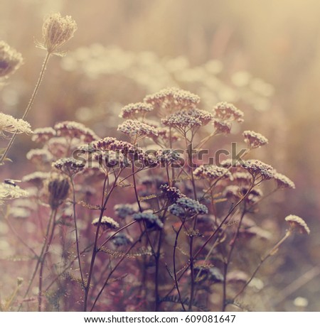 beautiful meadow flowers/ summer flower background