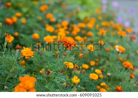 Marigold flowers. Marigold flowers in the meadow. Yellow marigold flowers in the garden
