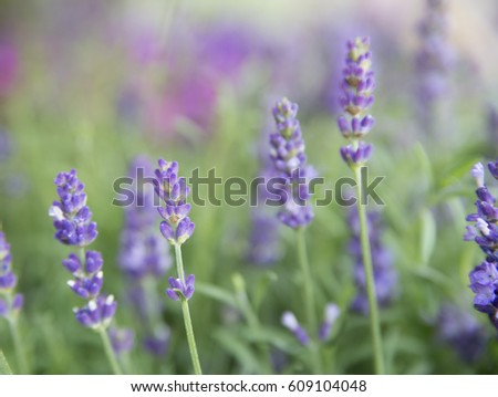 Natural flower background. Violet lavender. Lavender bushes closeup. Bushes on the center of picture. Provence region of France.