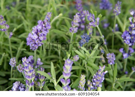 Violet lavender. Lavender bushes closeup. Bushes on the center of picture. Provence region of france.