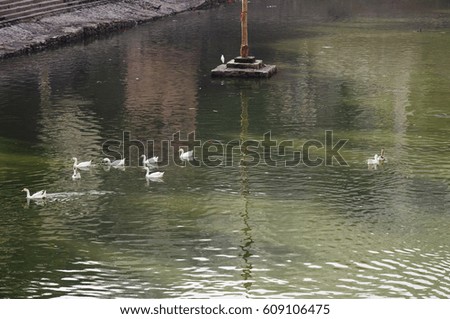 Duck Eleven : White ducks swimming in green sparkling water.