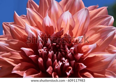 Peach Dahlia with White Tips

Front view of a beautiful peach dahlia with white tips against a blue sky
 