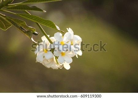 White plumeria on tree
