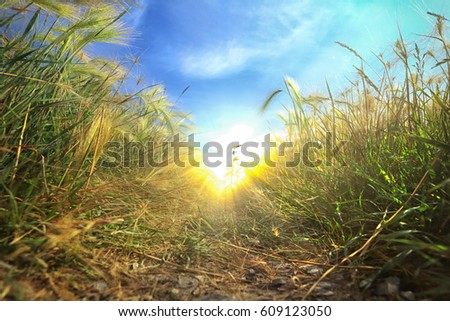 macro texture mat grass in summer in a field, view from below