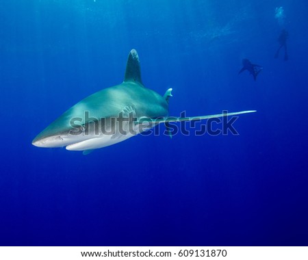 Oceanic White Tip Shark and Diver in Background