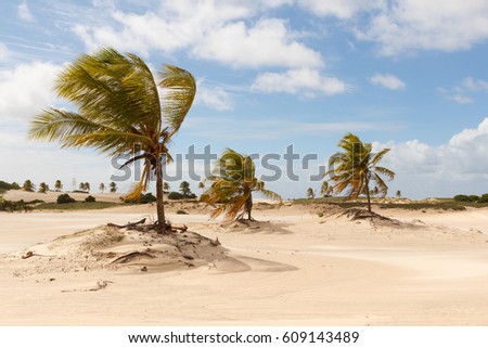 Sand dunes and palm trees of Mangue Seco, Jandaira, Bahia, Brazil