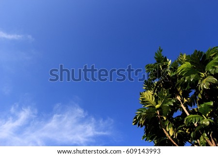 tree with blue sky