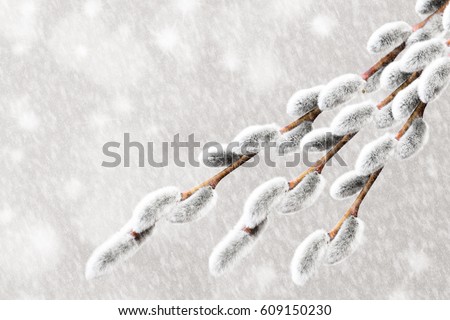 Light grey twigs pussy-willow with catkins. Fresh willow flowers branch closeup. Beautiful Blooming tree. Calm Decorative Abstract Snow Background. Place for Text, design for greeting easter postcard.
