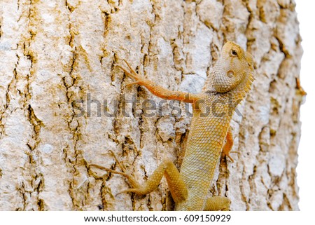 Thai brown chameleon on tree. close up