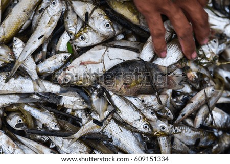 Fresh fish from farm in Thailand
