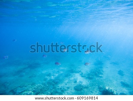 Blue shallow waters with white sand seabottom. Tropical seashore undersea photo. Marine ecosystem with animal in sunlight. Exotic island sea snorkeling scene. Natural aquarium. Sea bottom with fishes