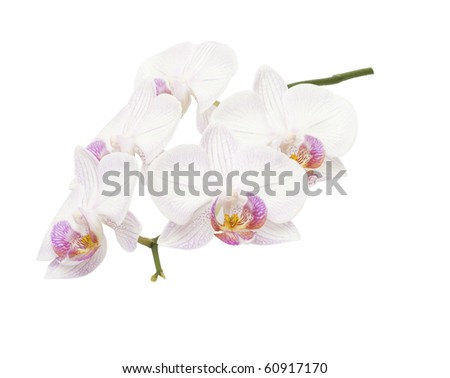 Beautiful, delicate an exotic flower on a white background. / Orchid flowers