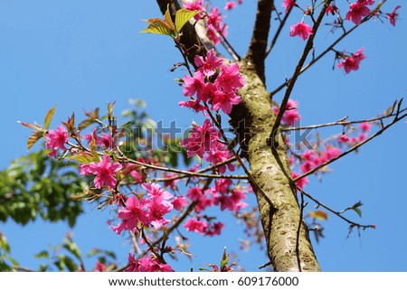 The wild himalayan cherry blossom in thailand,beautiful pink flowers blossom