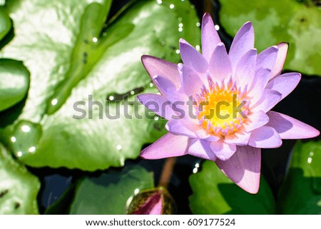 lotus
