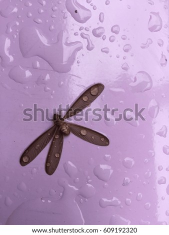Mayfly wet rain on the table