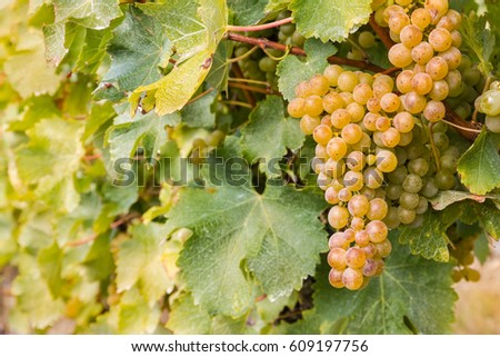 bunch of ripe Sauvignon Blanc grapes in vineyard Royalty-Free Stock Photo #609197756