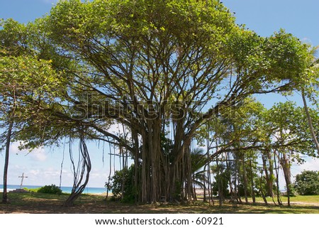 A huge banyan tree (Bengal fig - Ficus benghalensis)showing ell-developed aerial shoots, shades an old grave (on the left), presumably of a coconut plantation slave, on Fregate Island, Seychelles. Royalty-Free Stock Photo #60921