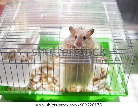 A hamster is in a cage. The hamster looks out of the cage. Royalty-Free Stock Photo #609220175
